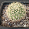Weingartia breviflora viridicens