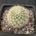 Wengarthia breviflora viridicens